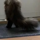 doorcatbutt