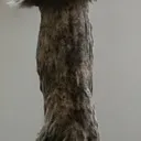 doorcatbelly