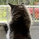 doorcathead
