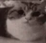 CatExplode