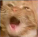 catscream