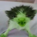 gnarp_gnarp