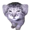 general