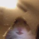 bHampter