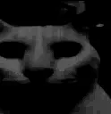 evilcat