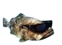 fishverified
