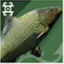 carp