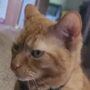 cheddarangry