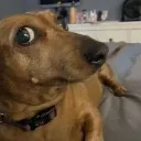 cachorropidao