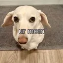 urmom