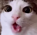 pogcat