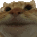 xcat_yes