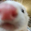 torchboop