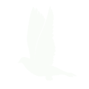 Dove Dove