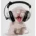 KittenVibinDoe