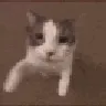 catkiss