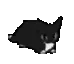 cat_dance