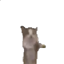 catjumping