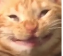 CatGrin_ParadoxPaws Discord emoji