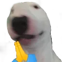 dogpls