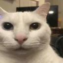 cannycat cannycat