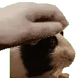 Pip_pat