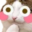 flushedCat
