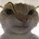 CBeyebrowcat