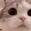 catLook