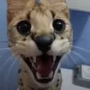 soggahaii soggahaii