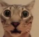 cwot