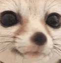 fennstare
