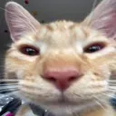 pretentiouslyfunnycat