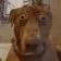 wtfdog