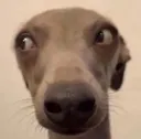 Sideeye