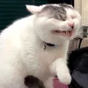 yikescat
