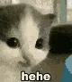 not_hehe_nothehe not_hehe_nothehe
