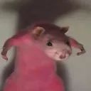 ratdominance