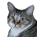 catstare