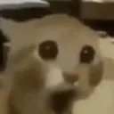 catgasp