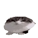 wawa