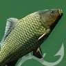 carp