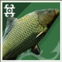 carp