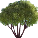 tinybush