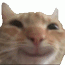 Cat2 cat2 Discord Emoji