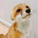 WWWFOX