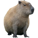 CapyLikesThat Discord emoji