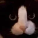 catpenis