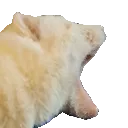 torchRawr