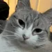 Cats_Yawn